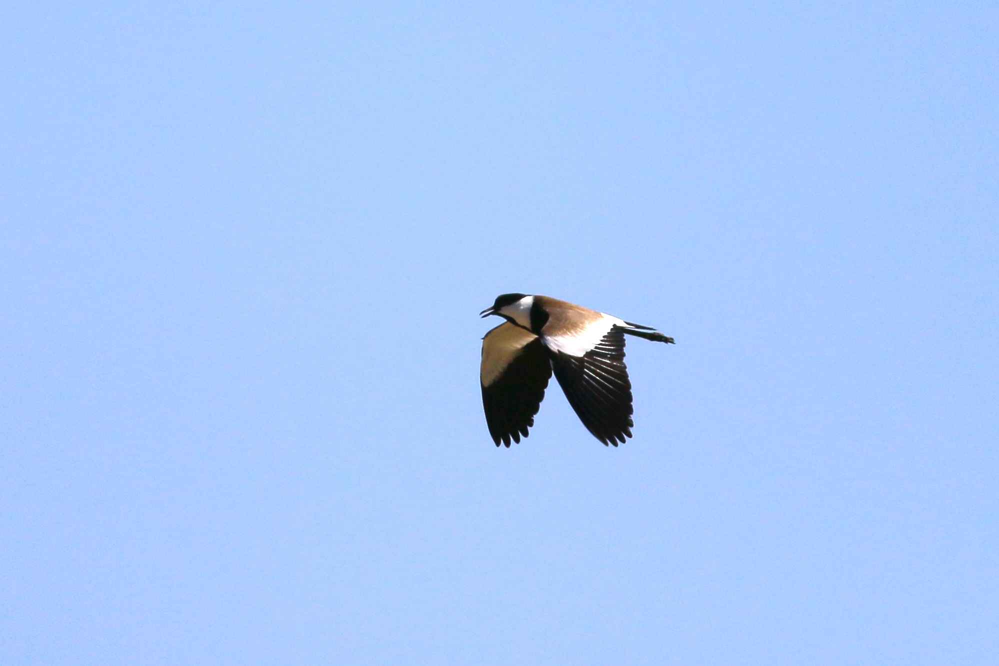 Spur-winged Lapwing